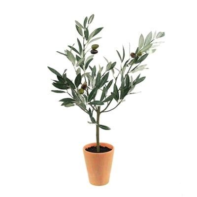 Olive Topiary in Pot 22”