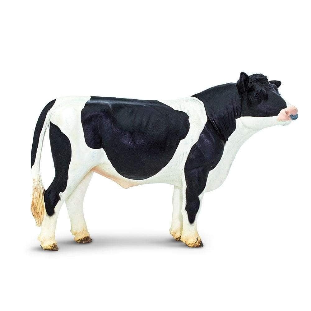 Holstein Bull