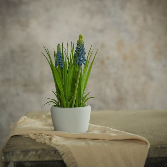 Potted Blue Hyacinth 8”