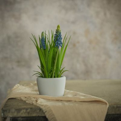 Potted Blue Hyacinth 8”