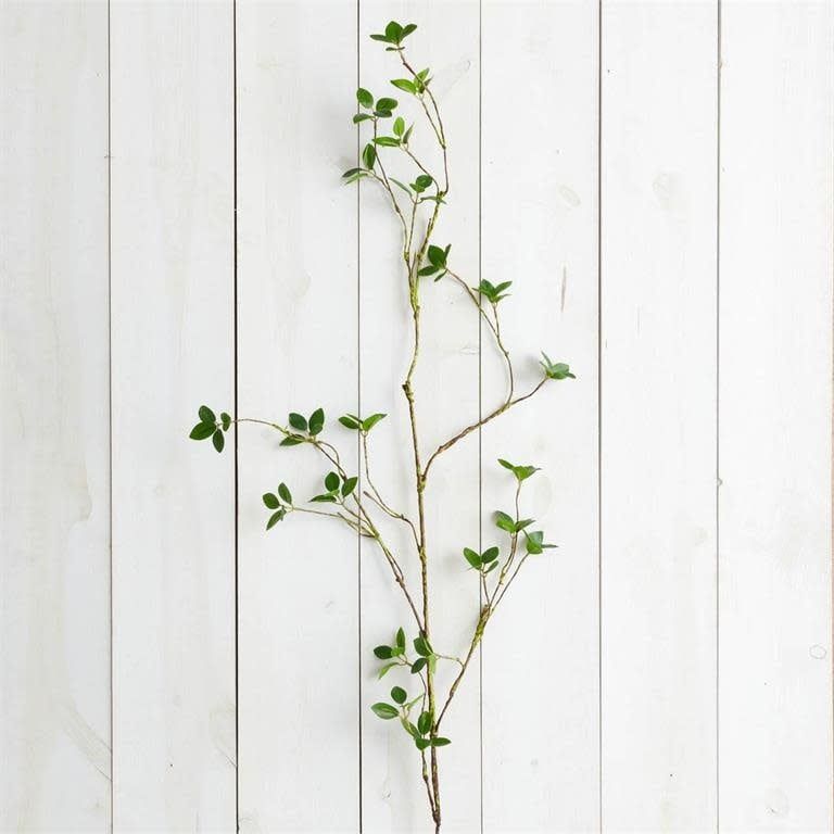 Branch - Lemon Leaf