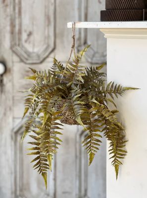 Valor Fern Olive Hanging Basket 18”