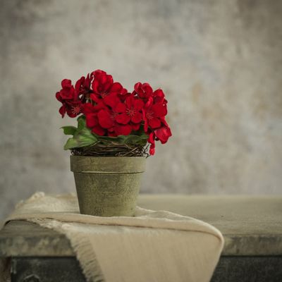 7&quot; Red Potted Geranium