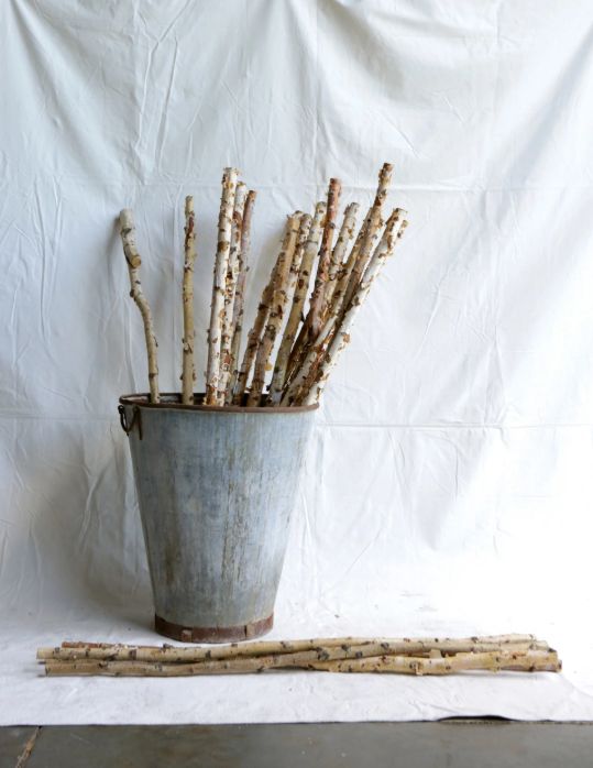 Birch Branch