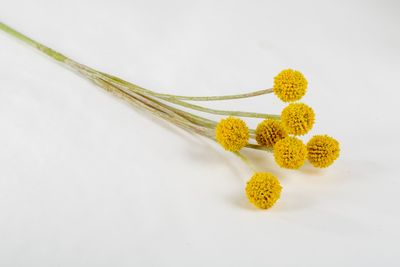 Yellow Billy Button Stray 30”