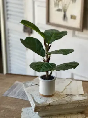 Potted Fiddle Leaf Fig 15”