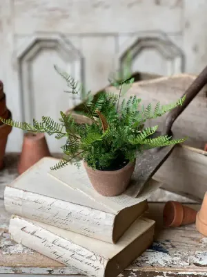 Apprentice Pot | Lace Fern 8"