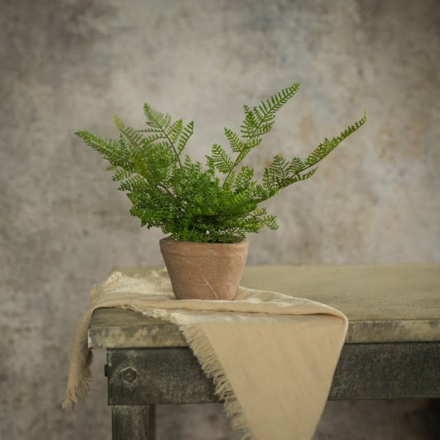 Potted Lace Fern 8”