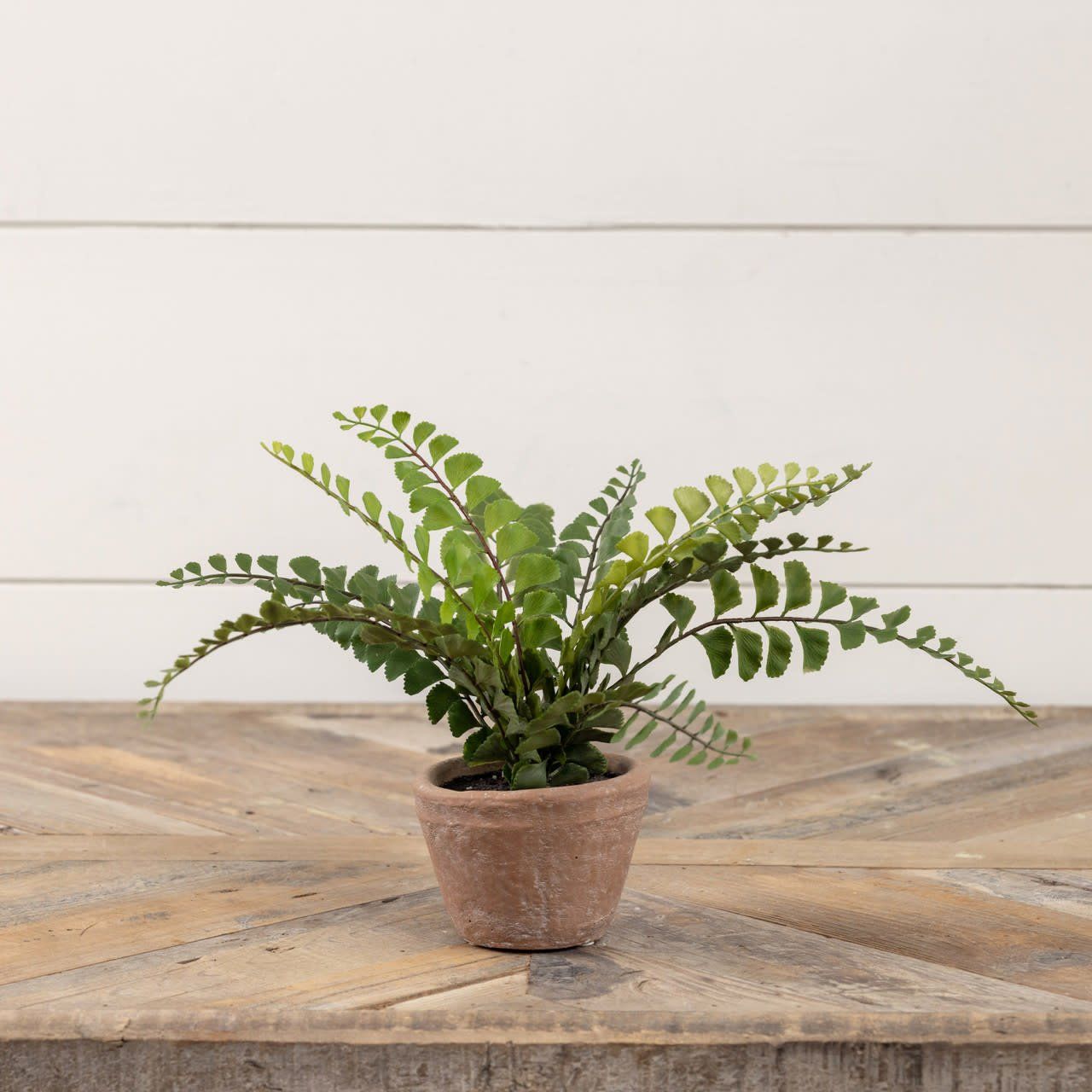 Potted Button Fern 9”
