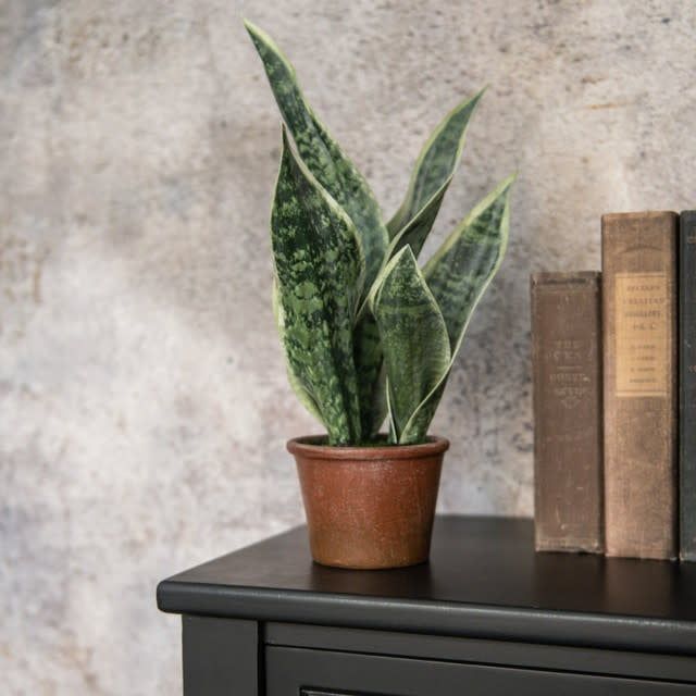 Potted Snake Plant 14”