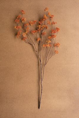 Rice Flower Stem Rust