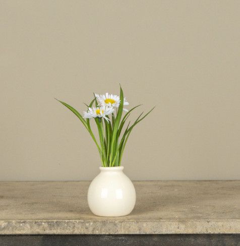 7” White Daisy in White Pot