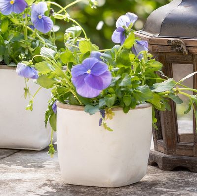 **Orchard White Cement Planter Medium