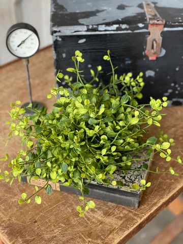 Bog Pimpernel Half Sphere 12”