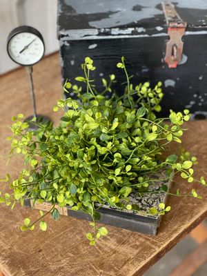 Bog Pimpernel Half Sphere 12”