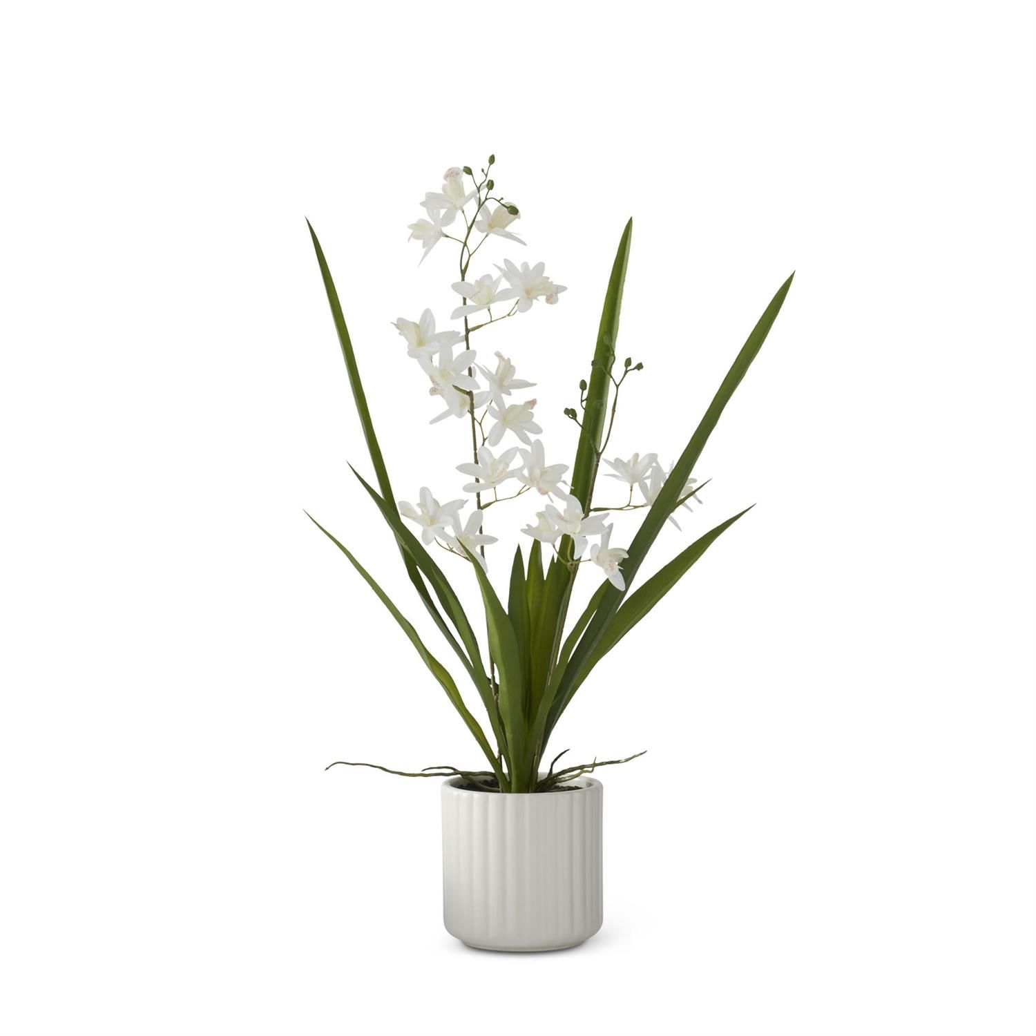 White Orchid in White Ribbed Ceramic Pot 21.75”