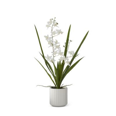 White Orchid in White Ribbed Ceramic Pot 21.75”