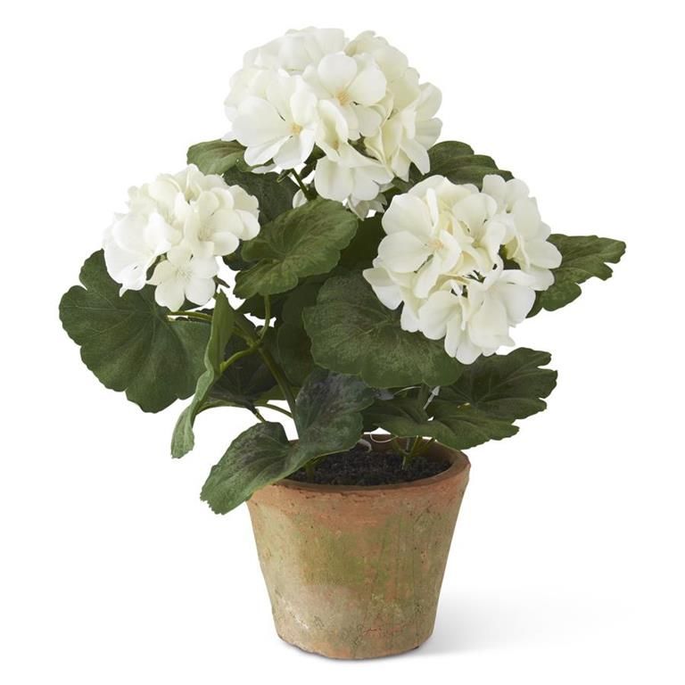 White Potted Geranium in Clay Pot 14”