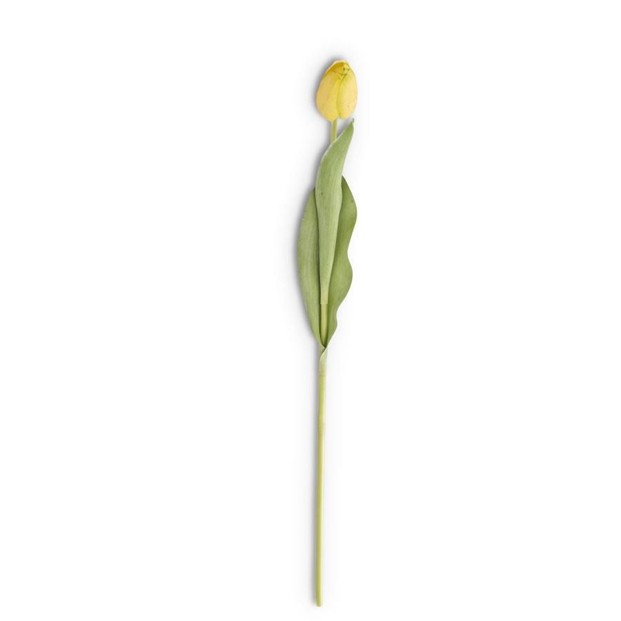 Yellow Single Tulip Stem