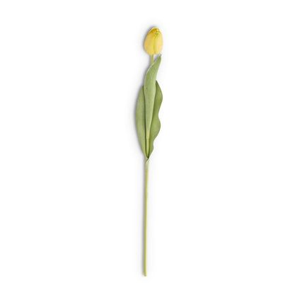 Yellow Single Tulip Stem