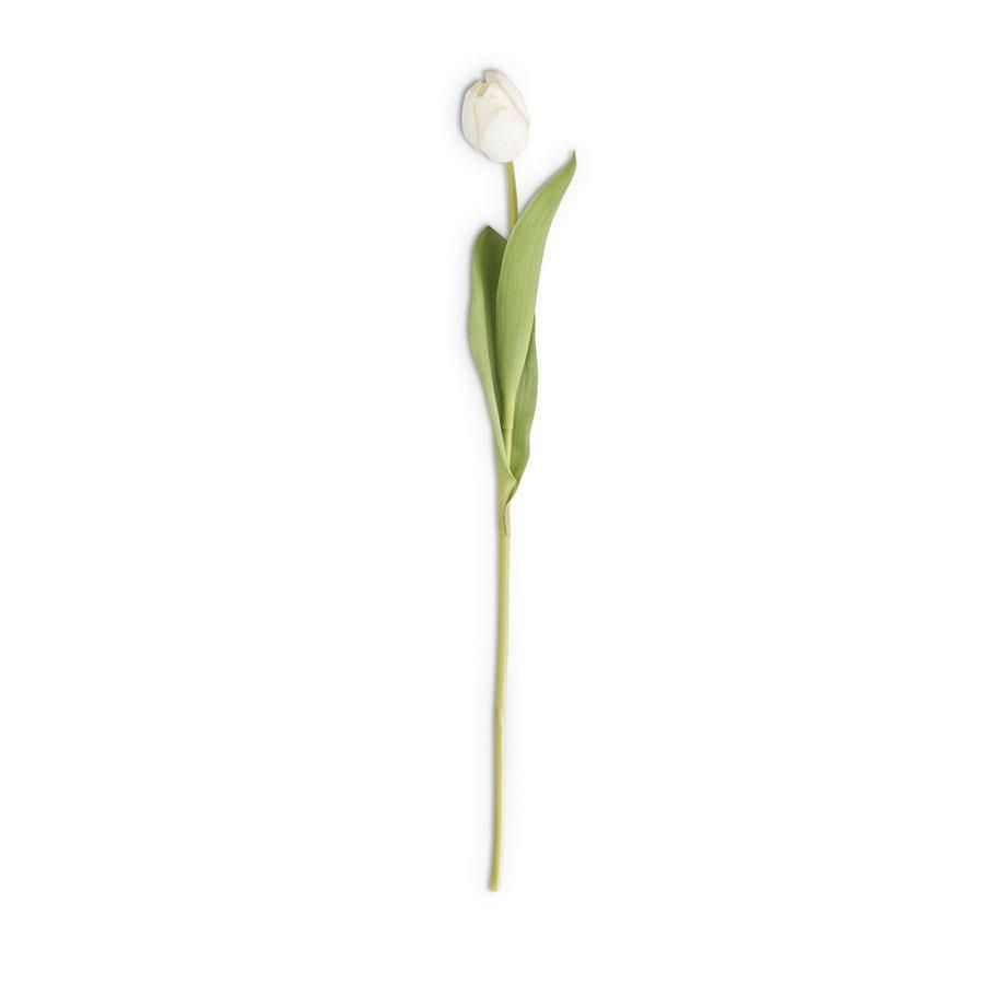 White Single Tulip Stem