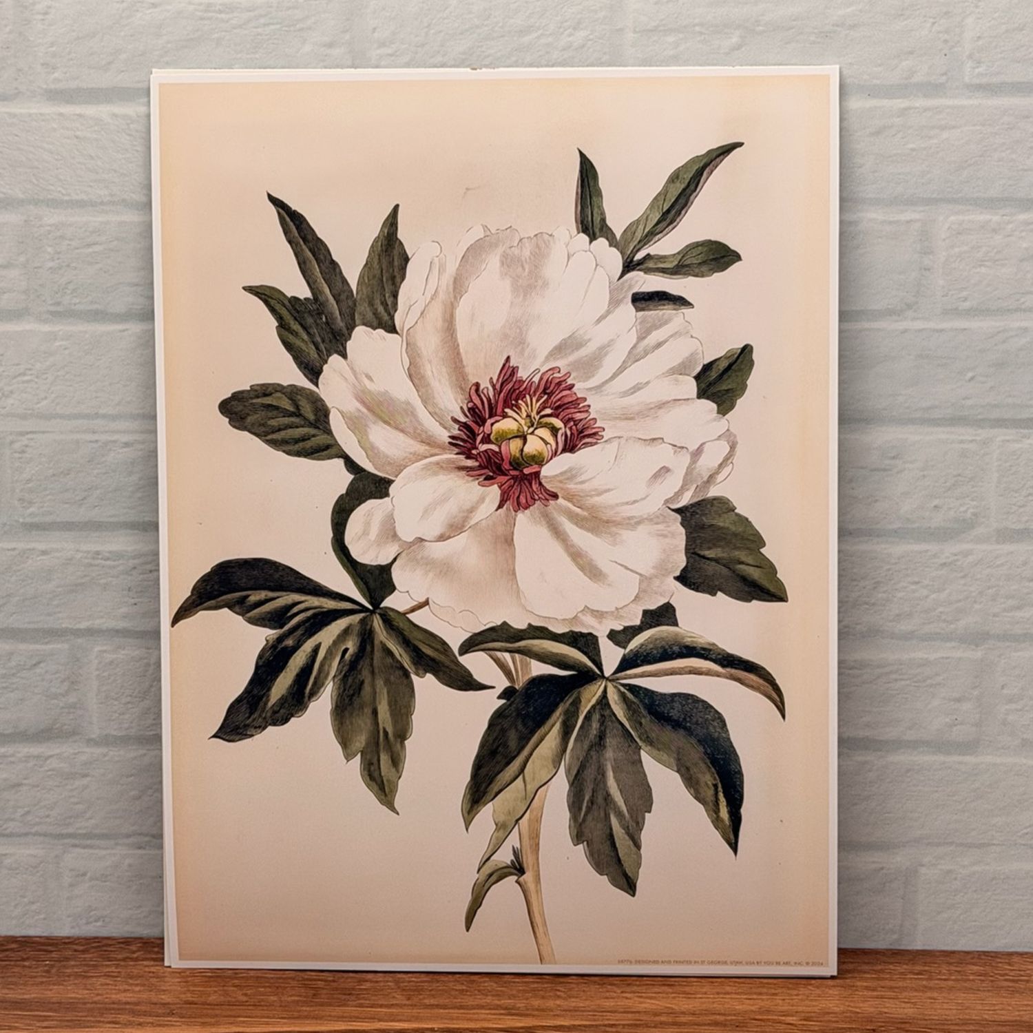 White Peony Botanical Illustration Print