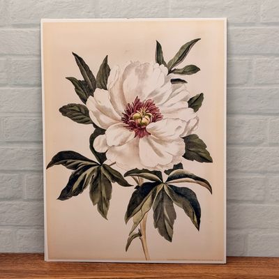 White Peony Botanical Illustration Print