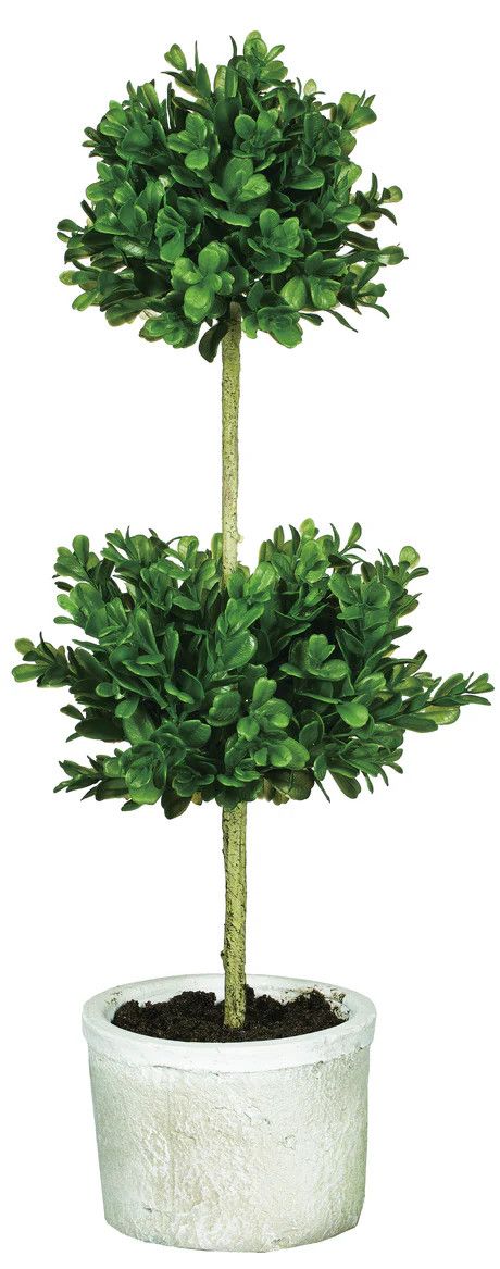 Double Boxwood Topiary