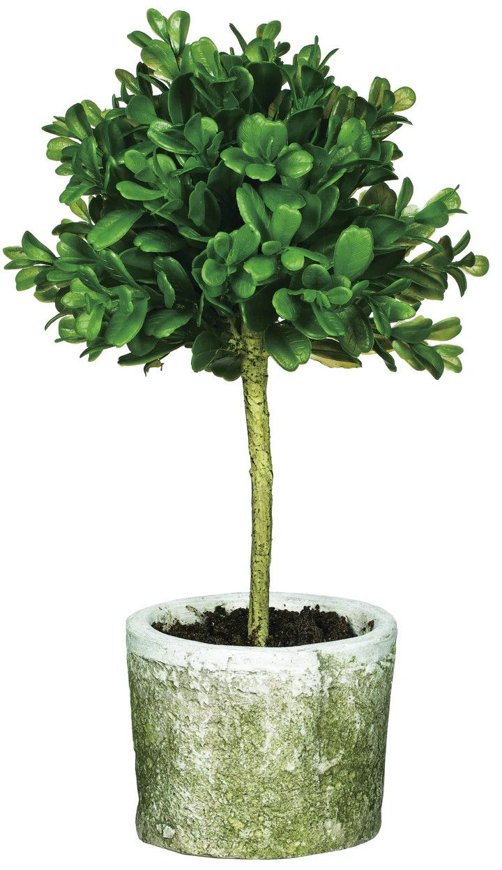 Mini Boxwood Topiary
