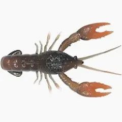 Nikko Craw 2.4