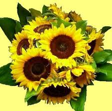 GIRASOLI