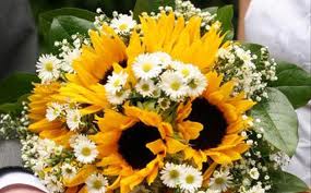 GIRASOLI, MARGHERITE, NEBBIOLINA E VERDE