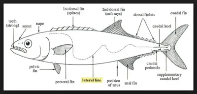 Fish use their senses to find food