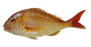 Tips to Catch More Snapper