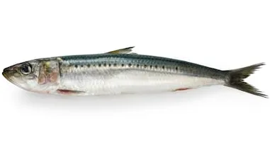 live bait hauls in good size Kingfish
