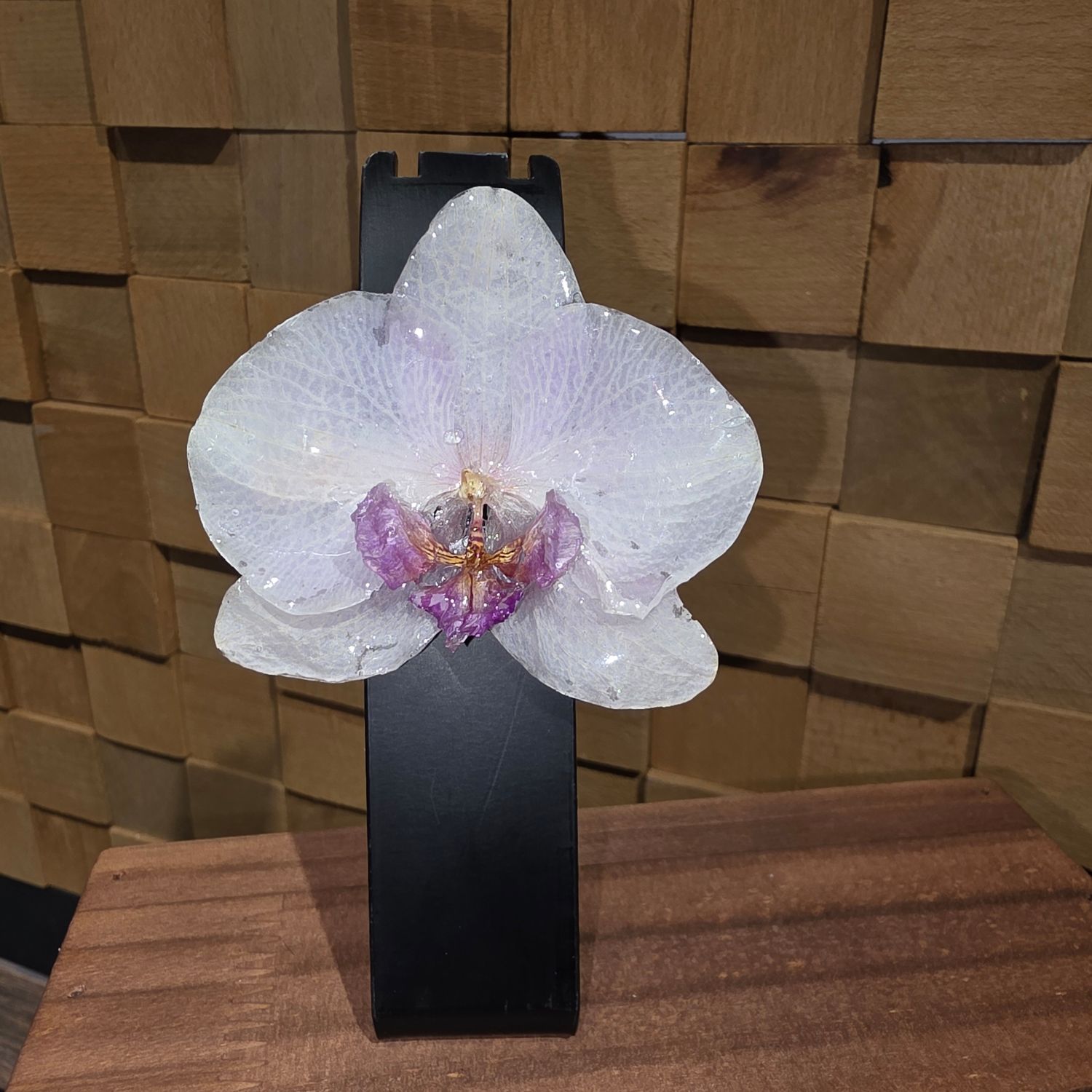 Clema pt par Orhidee