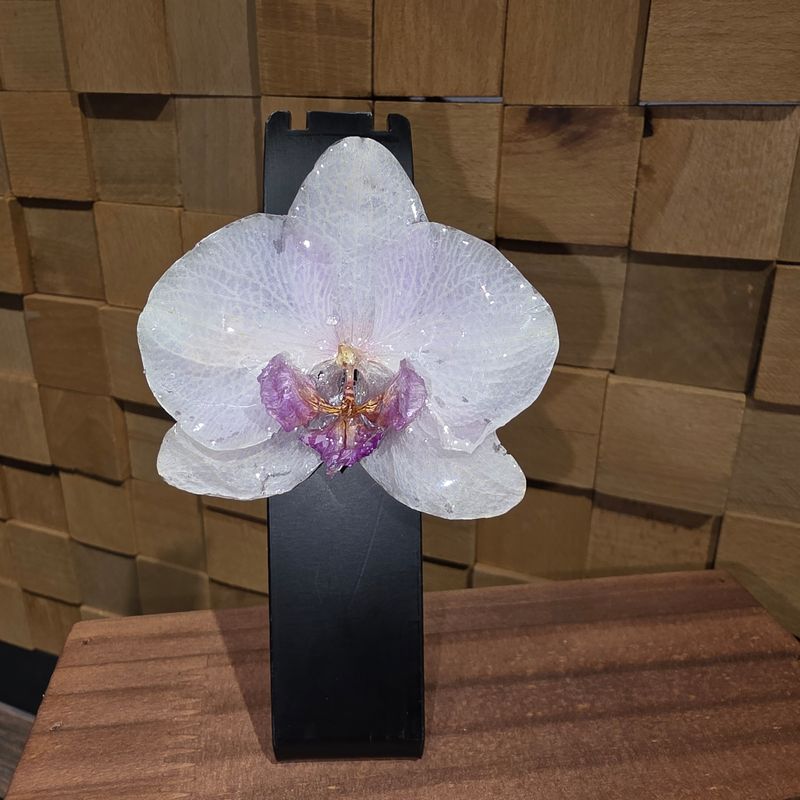 Clema pt par Orhidee