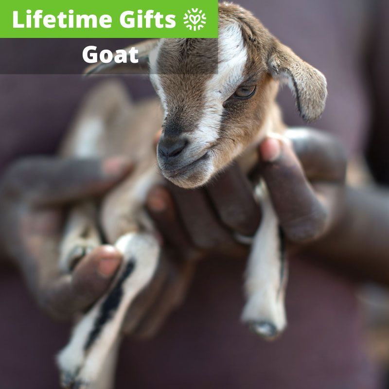 Goat Goat
