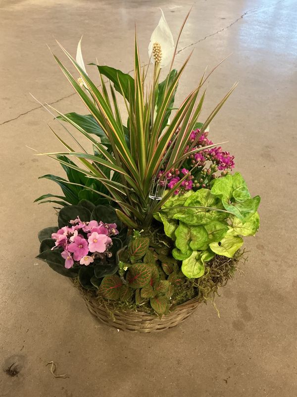 Dish Garden $64.99