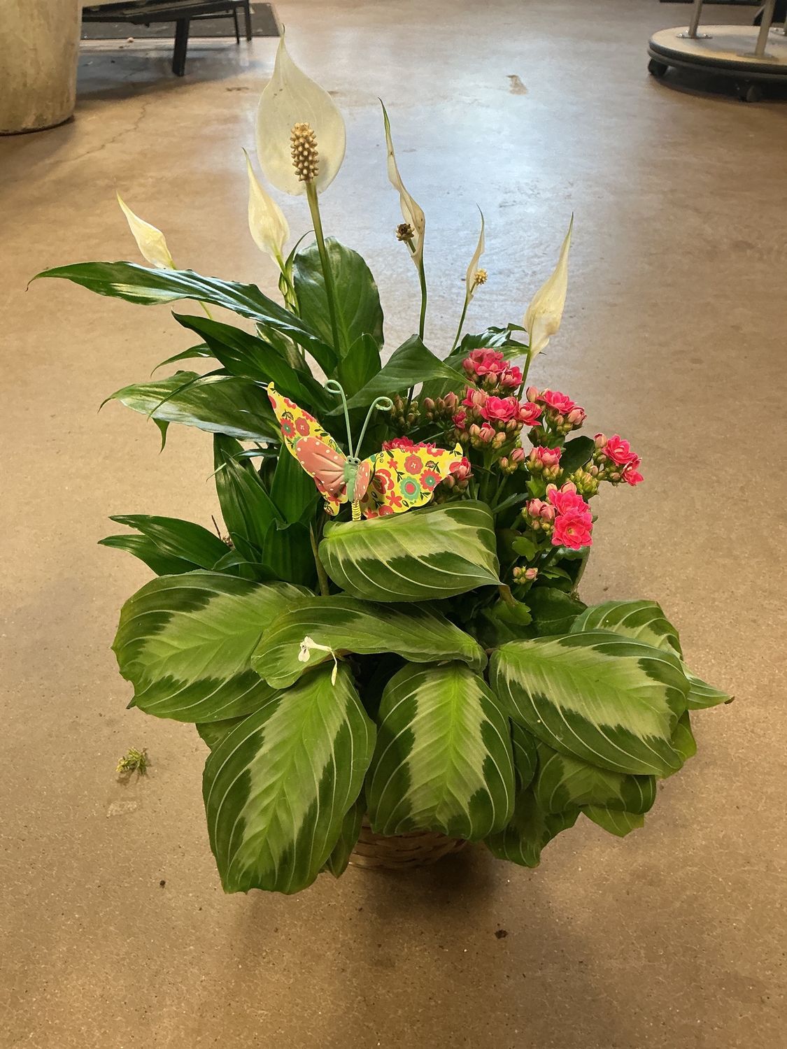 Dish Garden $49.99