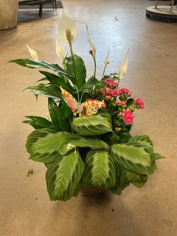 Dish Garden $49.99