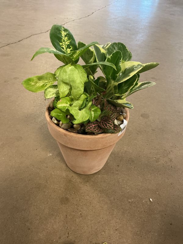 Dish Garden $34.99