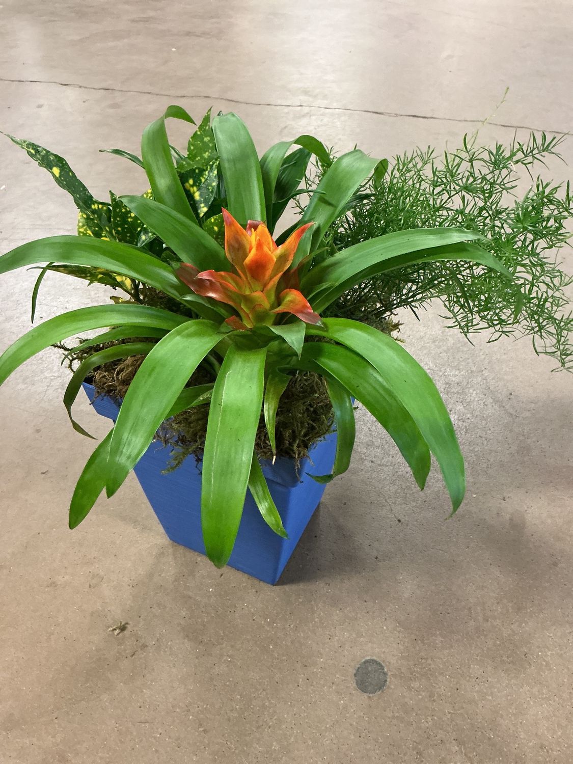 Dish Garden $59.99