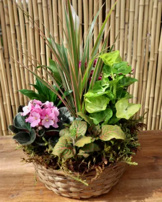 Dish Gardens