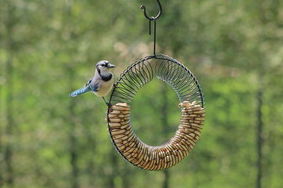 Bird Feeder $29.99