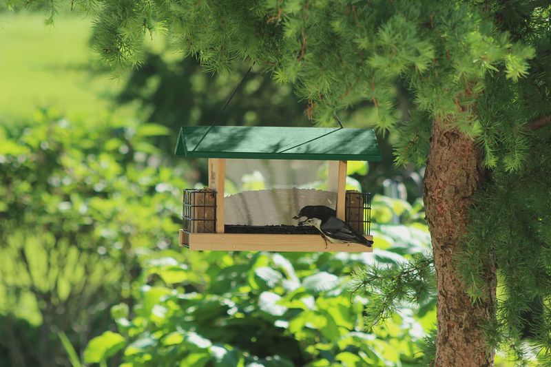 Bird Feeder $79.99