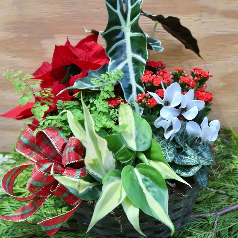 Everyday Dish Garden 49