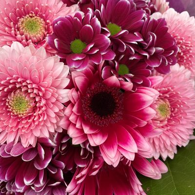 Fresh Cut Stem &amp; Bouquets