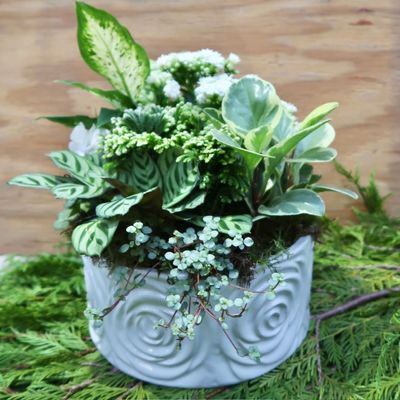 Everyday &amp; Seasonal Dishgardens