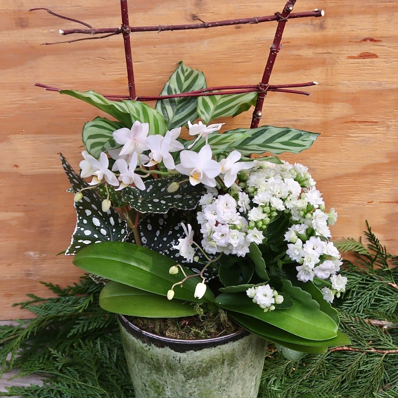 Everyday Dish Garden 79